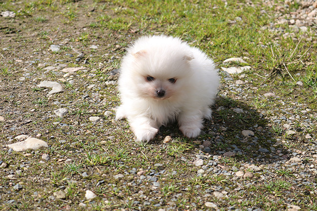 Des Dragons Maya - Spitz allemand - Portée née le 01/02/2026