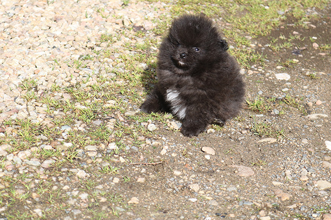 Des Dragons Maya - Chiots disponibles - Spitz allemand