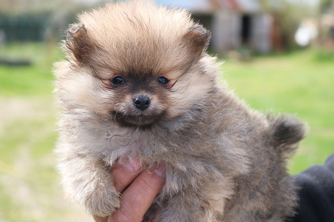 Des Dragons Maya - Chiots disponibles - Spitz allemand