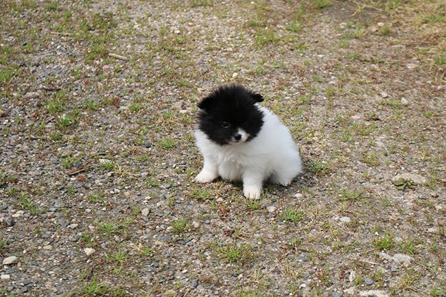 Des Dragons Maya - Chiots disponibles - Spitz allemand
