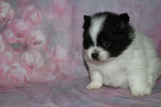 Des Dragons Maya - Chiots disponibles - Spitz allemand