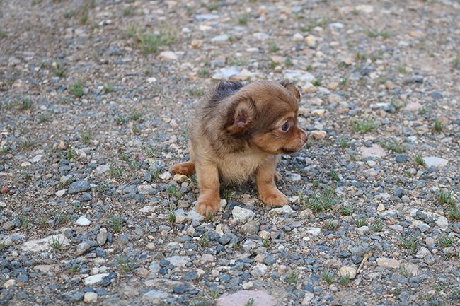 Des Dragons Maya - Chiots disponibles - Chihuahua
