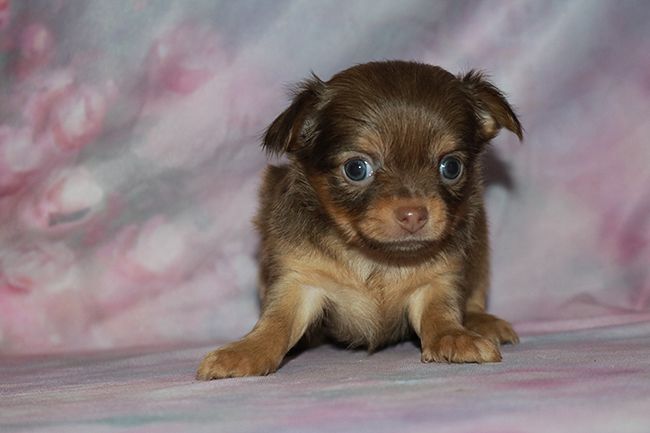 Des Dragons Maya - Chiots disponibles - Chihuahua