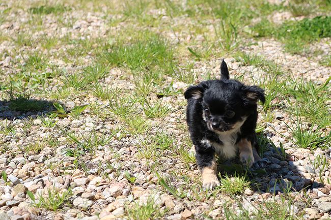 Chiot Chihuahua Des Dragons Maya