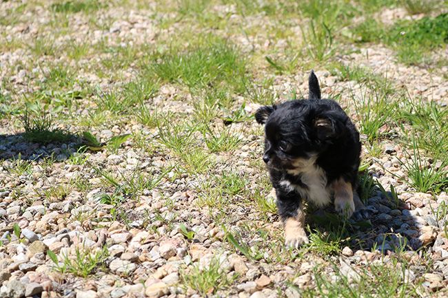 Des Dragons Maya - Chiots disponibles - Chihuahua