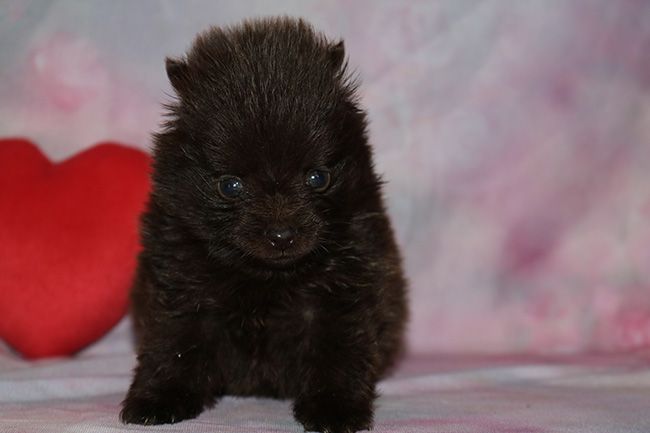 Chiot Spitz allemand Des Dragons Maya