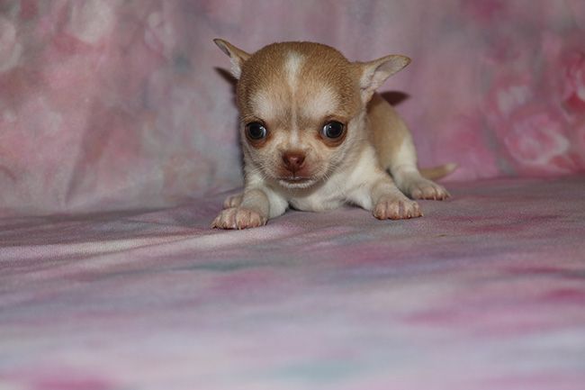 Des Dragons Maya - Chiots disponibles - Chihuahua