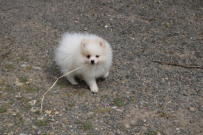 Chiot Spitz allemand Des Dragons Maya