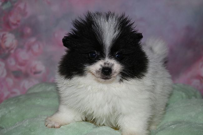 Des Dragons Maya - Chiots disponibles - Spitz allemand