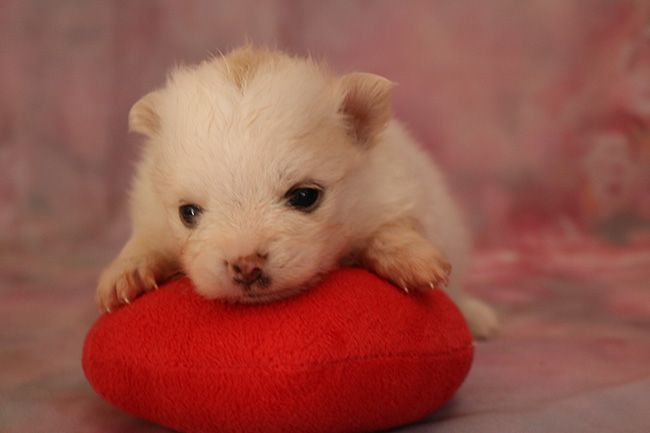 Des Dragons Maya - Chiots disponibles - Spitz allemand