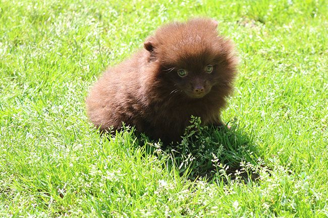 Chiot Spitz allemand Des Dragons Maya