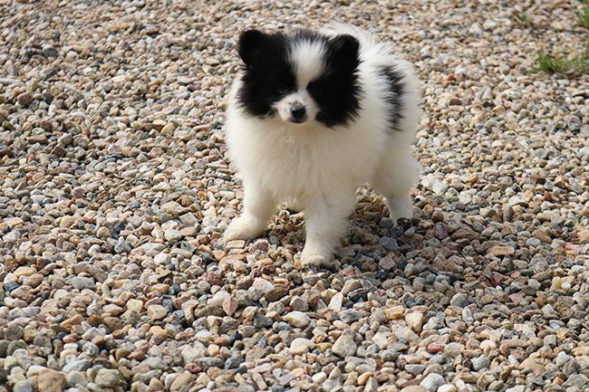 Des Dragons Maya - Chiots disponibles - Spitz allemand