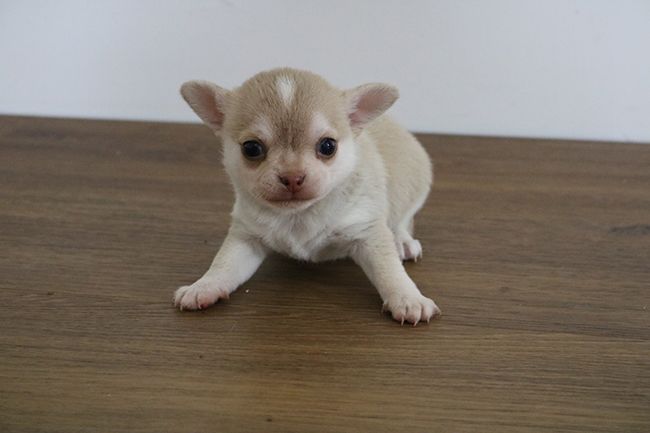 Chiot Chihuahua Des Dragons Maya
