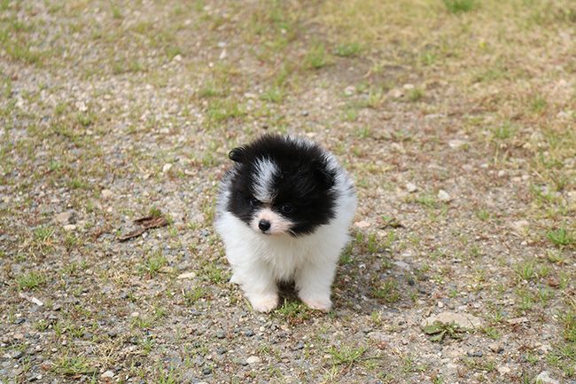 Des Dragons Maya - Chiots disponibles - Spitz allemand