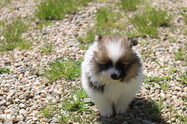 Des Dragons Maya - Chiots disponibles - Spitz allemand