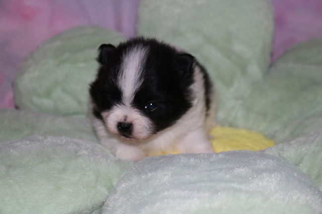 Des Dragons Maya - Chiots disponibles - Spitz allemand