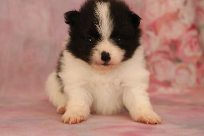 Chiot Spitz allemand Des Dragons Maya