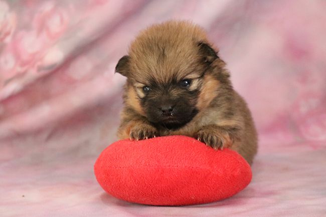 Des Dragons Maya - Chiots disponibles - Spitz allemand