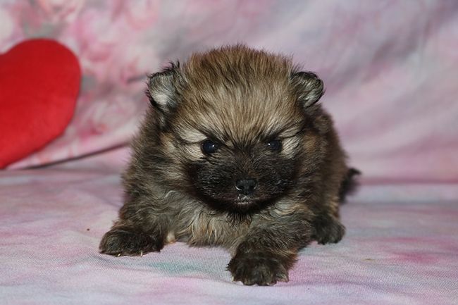 Des Dragons Maya - Chiots disponibles - Spitz allemand
