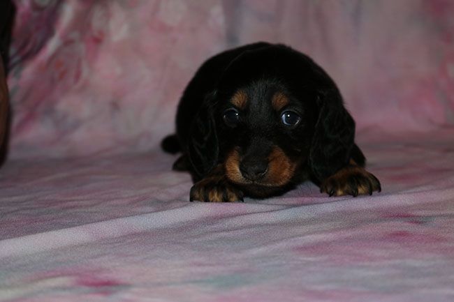 Chiot Teckel poil long Des Dragons Maya