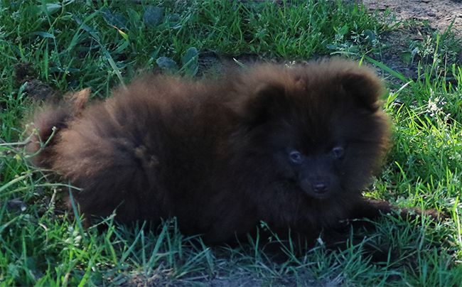 Chiot Spitz allemand Des Dragons Maya