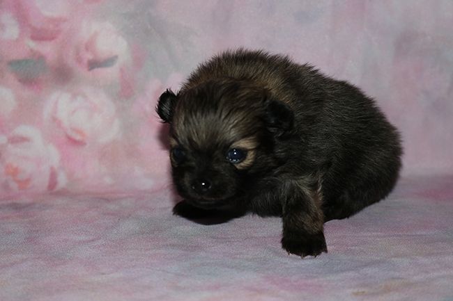 Des Dragons Maya - Chiots disponibles - Spitz allemand