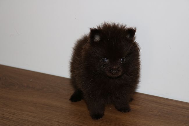 Des Dragons Maya - Chiots disponibles - Spitz allemand
