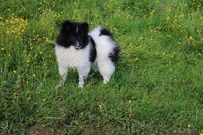 Chiot Spitz allemand Des Dragons Maya