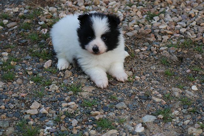 Des Dragons Maya - Chiots disponibles - Spitz allemand