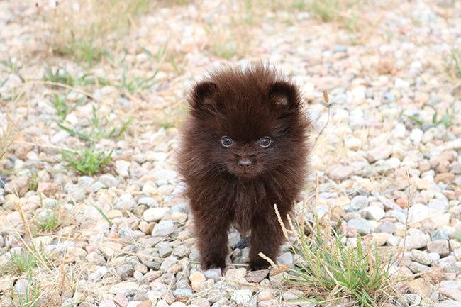 Des Dragons Maya - Chiots disponibles - Spitz allemand