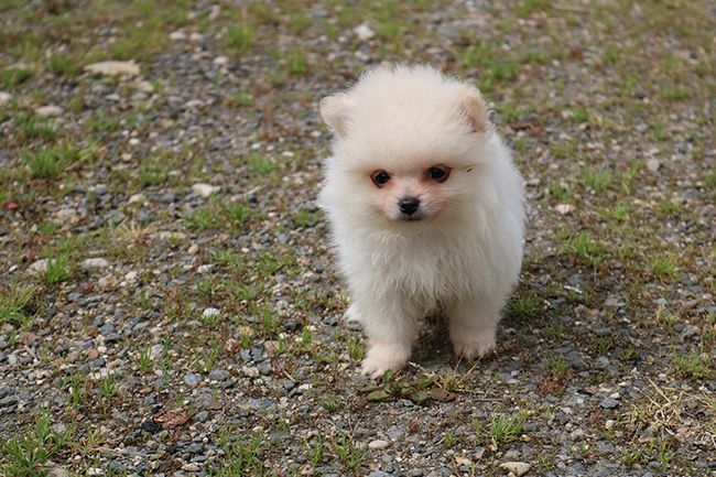 Des Dragons Maya - Chiots disponibles - Spitz allemand
