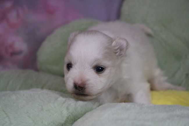 Des Dragons Maya - Chiots disponibles - Spitz allemand