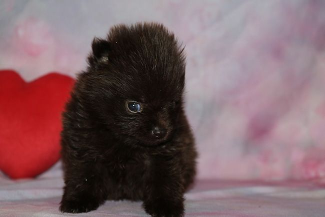 Des Dragons Maya - Chiots disponibles - Spitz allemand