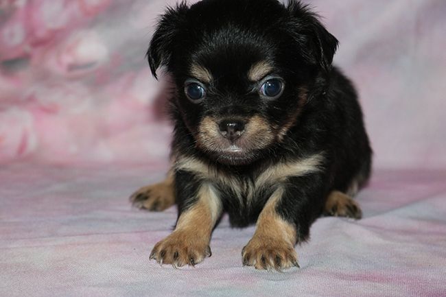 Des Dragons Maya - Chiots disponibles - Chihuahua