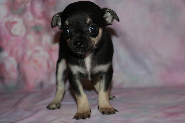 Des Dragons Maya - Chiots disponibles - Chihuahua