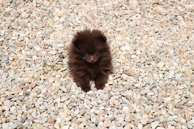 Des Dragons Maya - Chiots disponibles - Spitz allemand