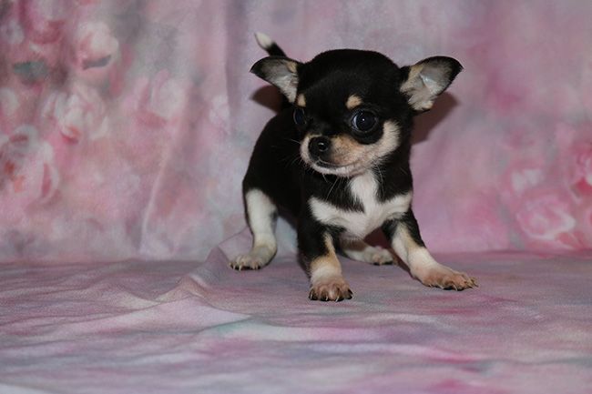 Des Dragons Maya - Chiots disponibles - Chihuahua