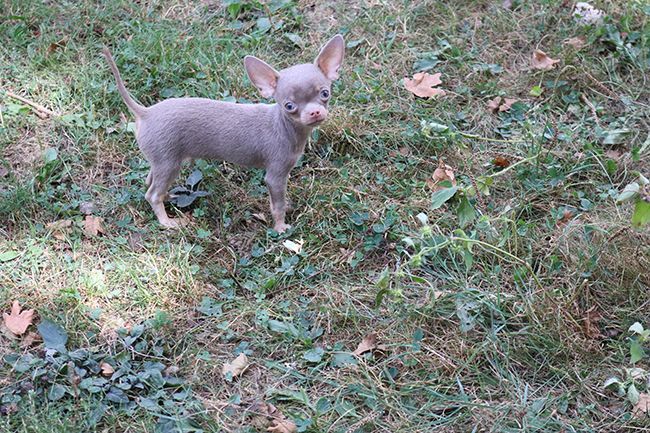 Chiot Chihuahua Des Dragons Maya