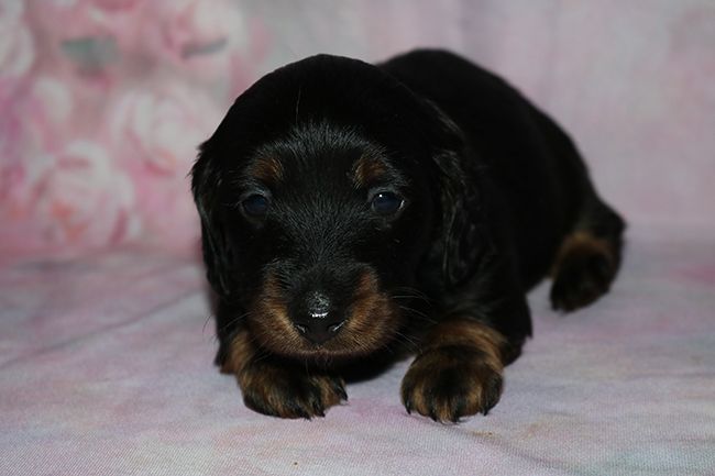 Des Dragons Maya - Teckel poil long - Portée née le 29/09/2025