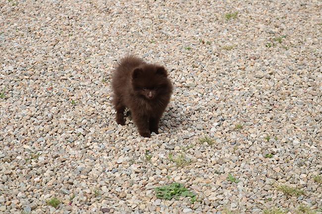Des Dragons Maya - Chiots disponibles - Spitz allemand