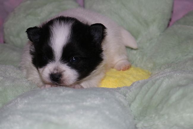 Des Dragons Maya - Chiots disponibles - Spitz allemand