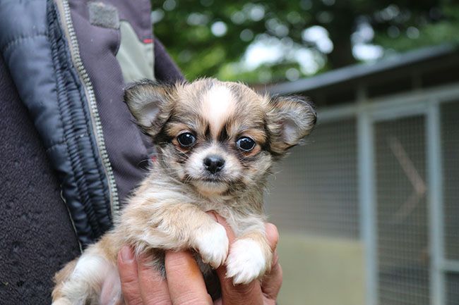 Chiot Chihuahua Des Dragons Maya