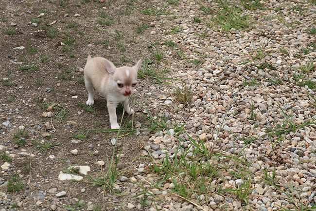 Des Dragons Maya - Chiots disponibles - Chihuahua