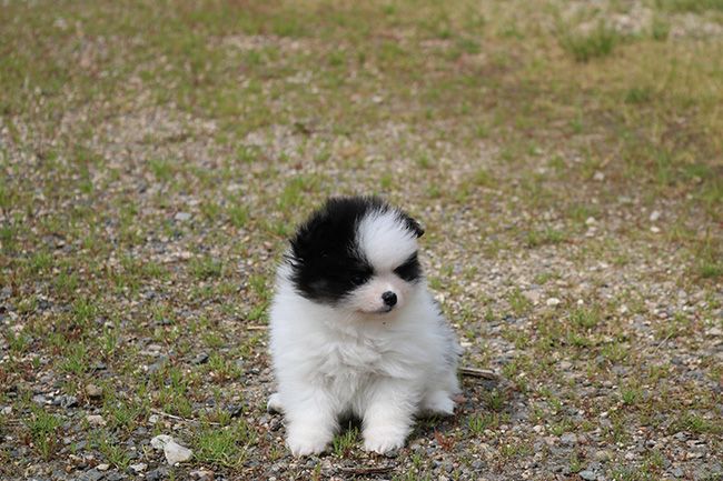 Des Dragons Maya - Chiots disponibles - Spitz allemand