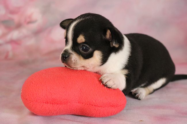 Des Dragons Maya - Chiots disponibles - Chihuahua