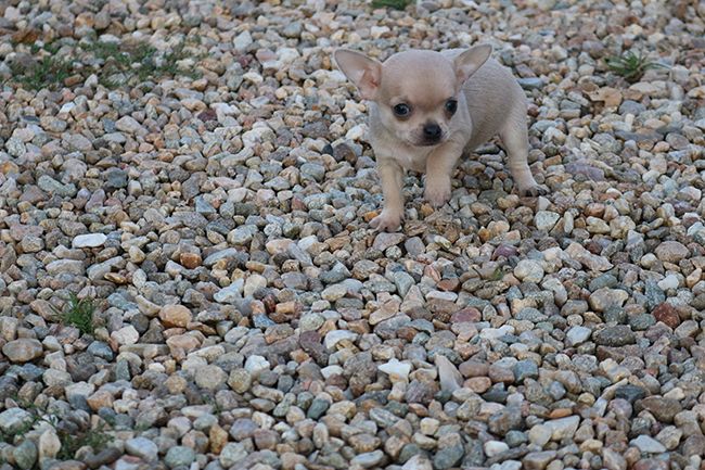Des Dragons Maya - Chiots disponibles - Chihuahua