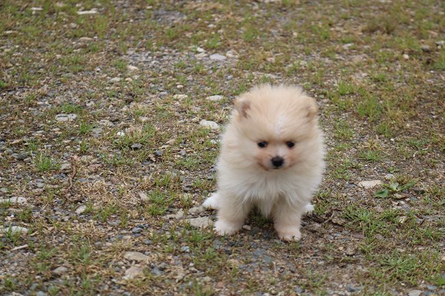 Des Dragons Maya - Chiots disponibles - Spitz allemand