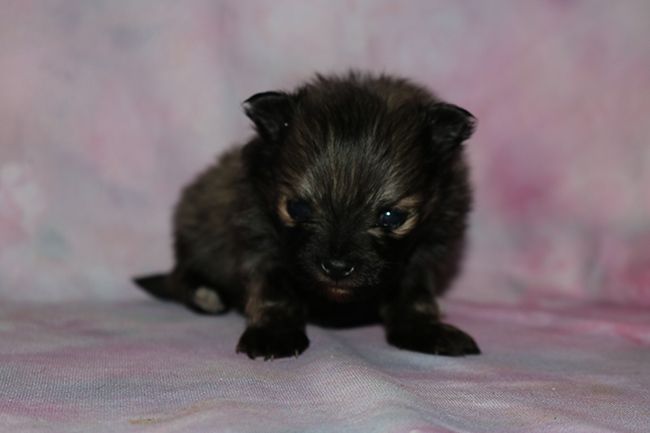 Des Dragons Maya - Chiots disponibles - Spitz allemand