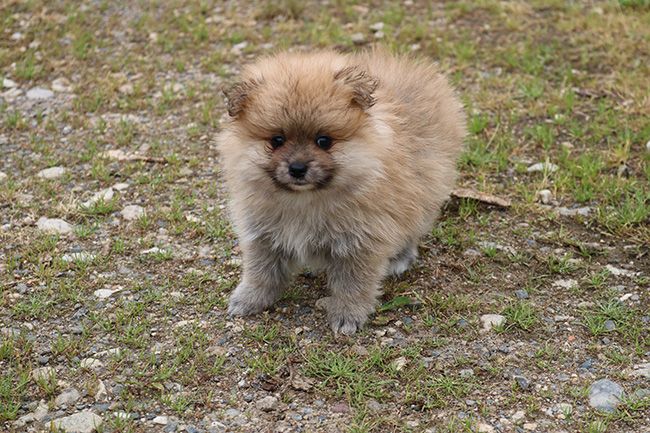 Des Dragons Maya - Chiots disponibles - Spitz allemand