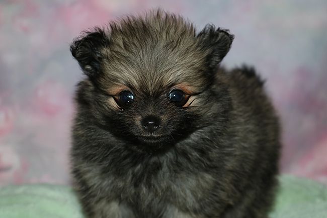 Des Dragons Maya - Spitz allemand - Portée née le 09/10/2025